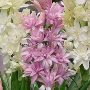 1 Adet kokulu pembe sümbülteber çiçeği saksıda polianthes tuberosa