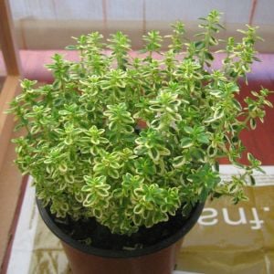 Kekik fidesi limon kokulu yerörtücü lemon gold
