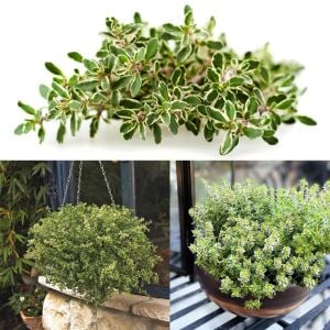 Kekik fidesi limon kokulu yerörtücü lemon gold