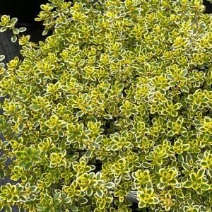 Kekik fidesi limon kokulu yerörtücü lemon gold