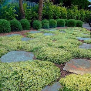 Kekik fidesi limon kokulu yerörtücü lemon gold
