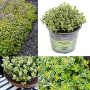 Kekik fidesi limon kokulu yerörtücü lemon gold