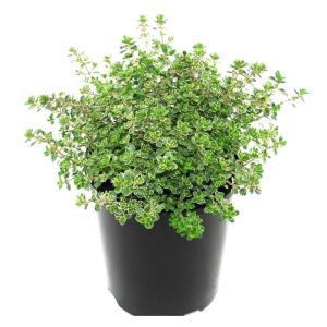 Kekik fidesi limon kokulu yerörtücü lemon gold