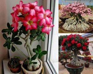 Adenium fidesi çöl gülü karışık renkler