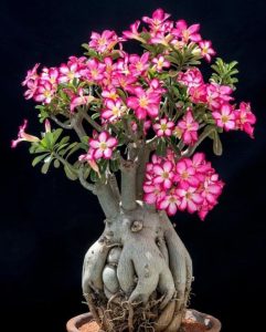 Adenium fidesi çöl gülü karışık renkler