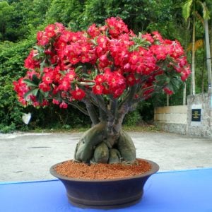 Adenium fidesi çöl gülü karışık renkler