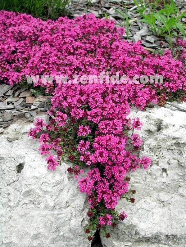 Yerörtücü kekik fidesi kokulu creeping thymus serphyllum
