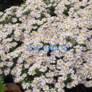 Katmerli beyaz aster soğanı saraypatı çiçeği snowcap schneekissen
