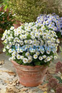 Katmerli beyaz aster soğanı saraypatı çiçeği snowcap schneekissen