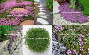 Yerörtücü kekik fidesi kokulu creeping thymus serphyllum