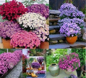 Katmerli beyaz aster soğanı saraypatı çiçeği snowcap schneekissen