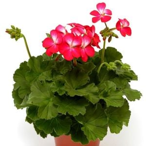 Bunny cherry ice sardunya fidesi pelargonium syngenta