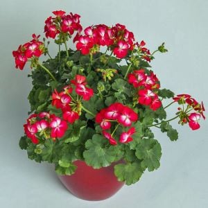 Bunny cherry ice sardunya fidesi pelargonium syngenta