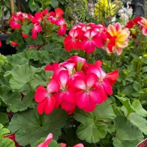 Bunny cherry ice sardunya fidesi pelargonium syngenta