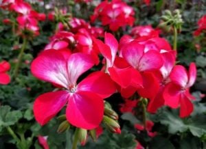 Bunny cherry ice sardunya fidesi pelargonium syngenta
