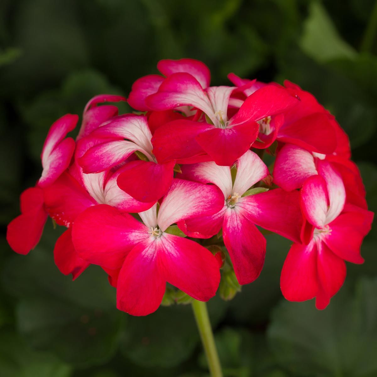 Bunny cherry ice sardunya fidesi pelargonium syngenta