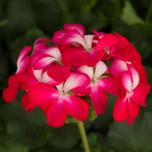Bunny cherry ice sardunya fidesi pelargonium syngenta