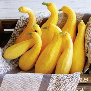 Sarı kıvrık yaz kabak tohumu geleneksel cucurbita pepo