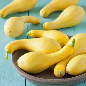 Sarı kıvrık yaz kabak tohumu geleneksel cucurbita pepo