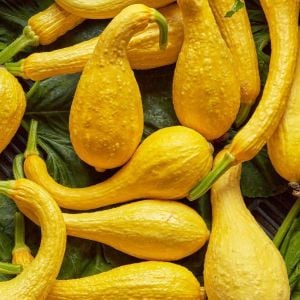 Sarı kıvrık yaz kabak tohumu geleneksel cucurbita pepo