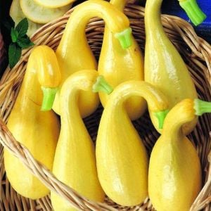Sarı kıvrık yaz kabak tohumu geleneksel cucurbita pepo