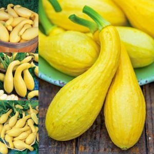 Sarı kıvrık yaz kabak tohumu geleneksel cucurbita pepo