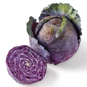Kırmızı lahana tohumu atalık brassica oleracea