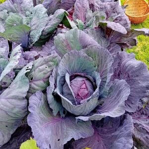 Kırmızı lahana tohumu atalık brassica oleracea