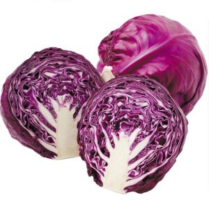 Kırmızı lahana tohumu atalık brassica oleracea