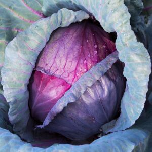 Kırmızı lahana tohumu atalık brassica oleracea