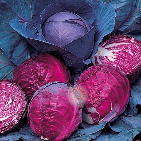 Kırmızı lahana tohumu atalık brassica oleracea