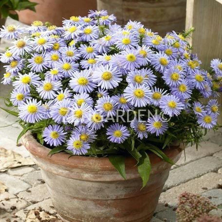 Katmerli mavi aster soğanı saraypatı çiçeği kökü lady in blue
