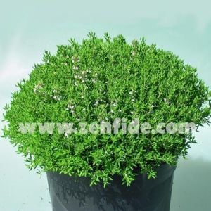 Yerli kara kekik fidesi Çeşme kekiği thymus