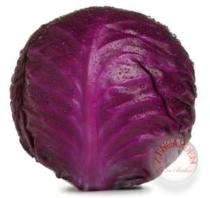 Kırmızı lahana tohumu atalık brassica oleracea