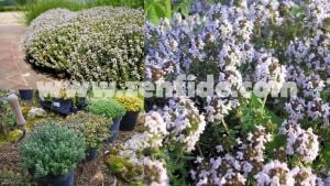 Yerli kara kekik fidesi Çeşme kekiği thymus