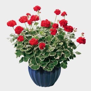 Wilhelm Langguth dekoratif sardunya fidesi ithal pelargonium deco