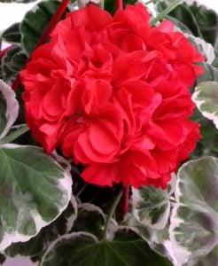 Wilhelm Langguth dekoratif sardunya fidesi ithal pelargonium deco