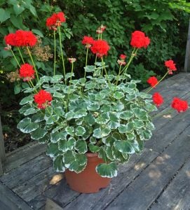 Wilhelm Langguth dekoratif sardunya fidesi ithal pelargonium deco