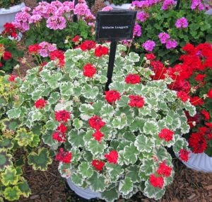Wilhelm Langguth dekoratif sardunya fidesi ithal pelargonium deco