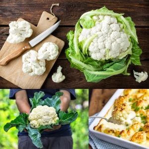 Erkenci kartopu karnabahar tohumu brassica oleracea