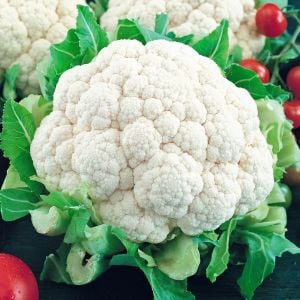 Erkenci kartopu karnabahar tohumu brassica oleracea