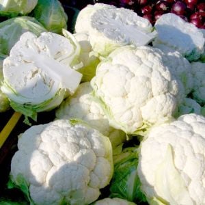Erkenci kartopu karnabahar tohumu brassica oleracea