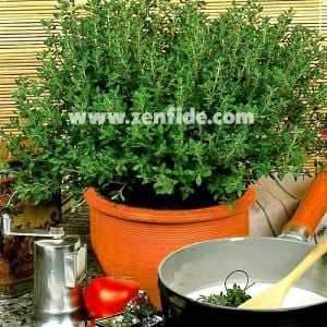 İngiliz kekik fidesi kışlık english winter thyme