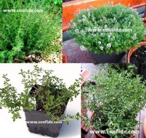 İngiliz kekik fidesi kışlık english winter thyme
