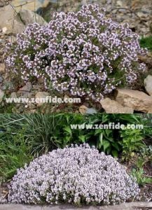 İngiliz kekik fidesi kışlık english winter thyme
