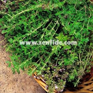 İngiliz kekik fidesi kışlık english winter thyme