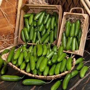 Çengelköy badem salatalık tohumu cucumis sativus