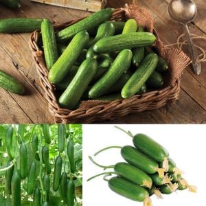 Çengelköy badem salatalık tohumu cucumis sativus