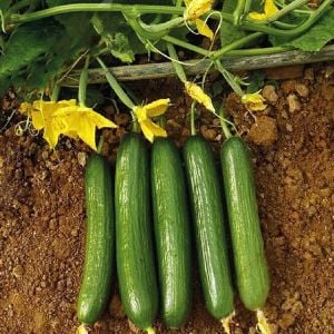 Çengelköy badem salatalık tohumu cucumis sativus