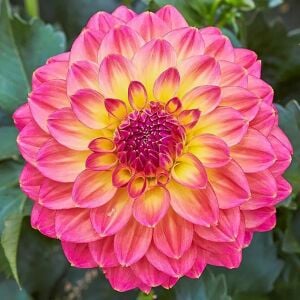 Yıldız çiçeği fidesi dalya dahlia XL lubega tropical punch